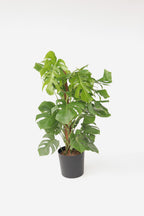 Monstera Deliciosa Xxl Avec Tuteur – Plante D’Intérieur