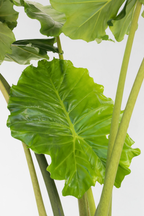 Alocasia Portodora Xxl – Plante D’Intérieur