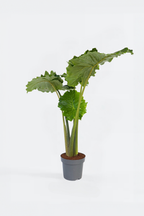 Alocasia Portodora Xxl – Plante D’Intérieur