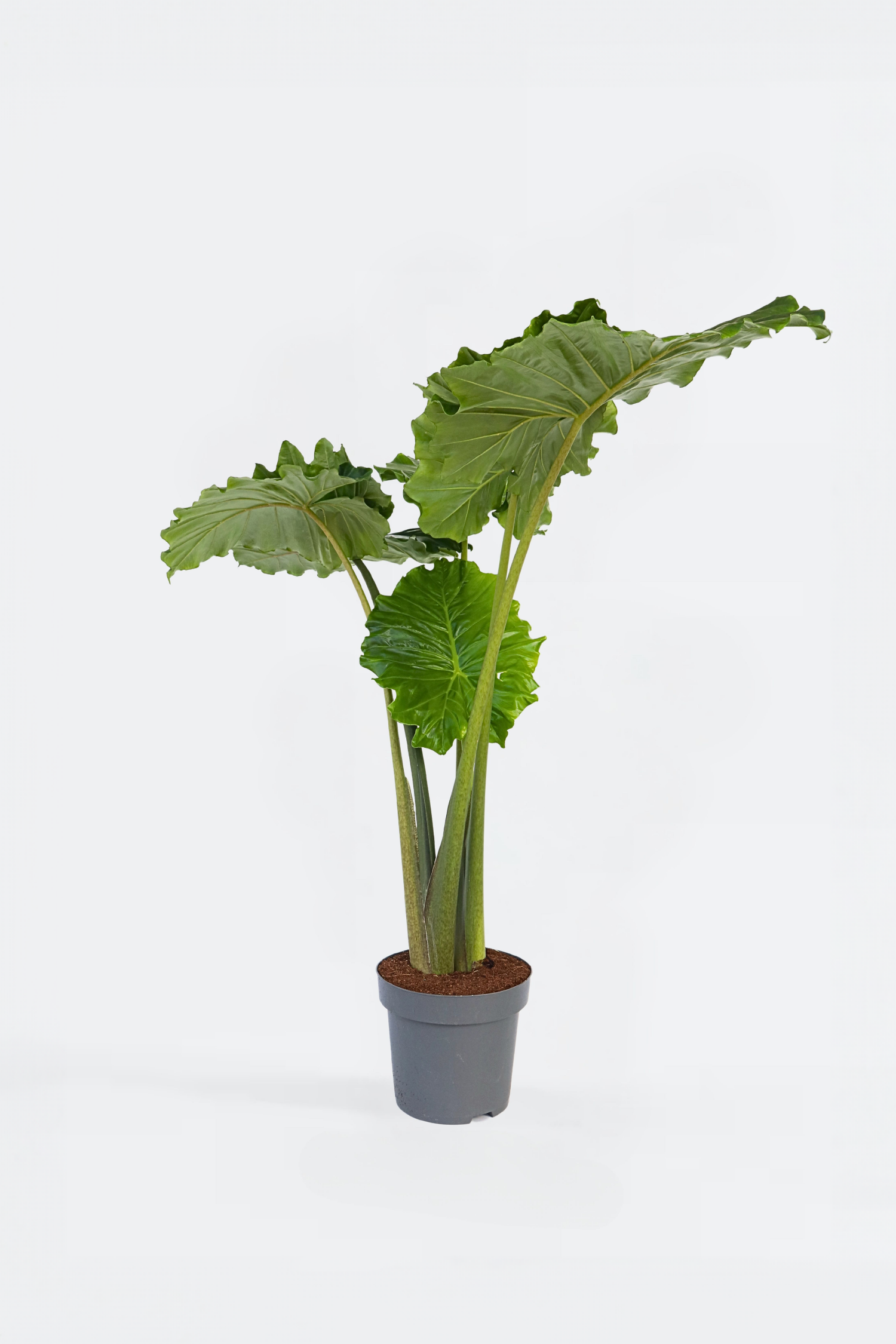 Alocasia Portodora Xxl – Plante D’Intérieur