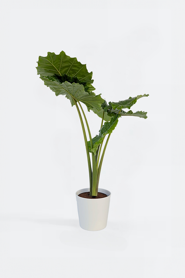 Alocasia Portodora Xxl – Plante D’Intérieur