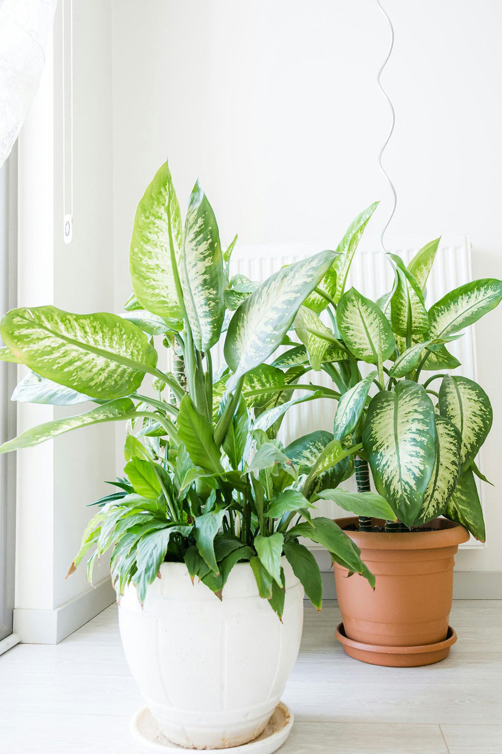 Dieffenbachia Tropic – Plante D’Intérieur