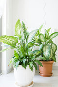 Dieffenbachia Tropic – Plante D’Intérieur