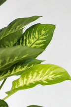 Dieffenbachia Tropic – Plante D’Intérieur