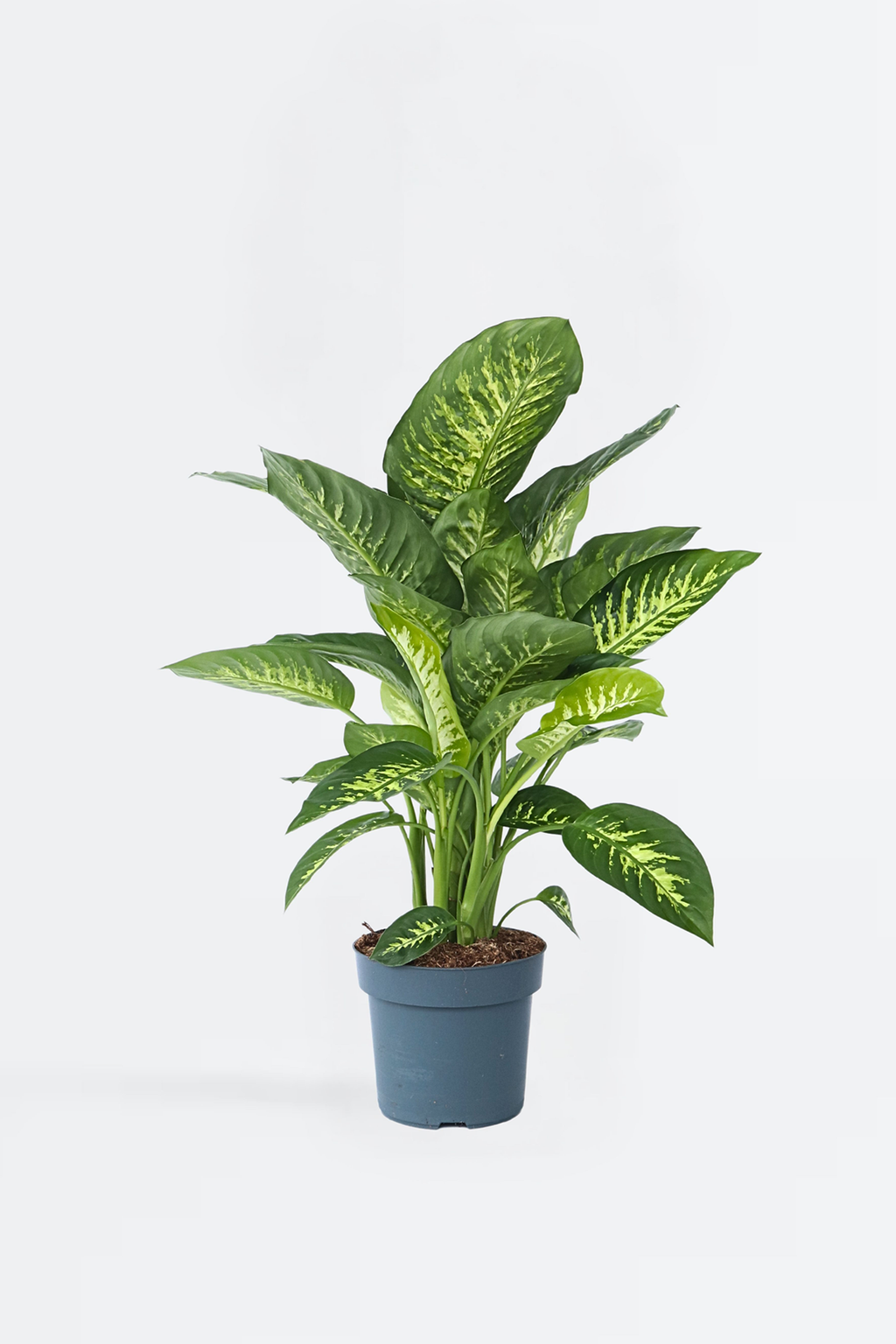 Dieffenbachia Tropic – Plante D’Intérieur