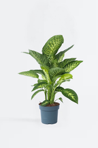 Dieffenbachia Tropic – Plante D’Intérieur