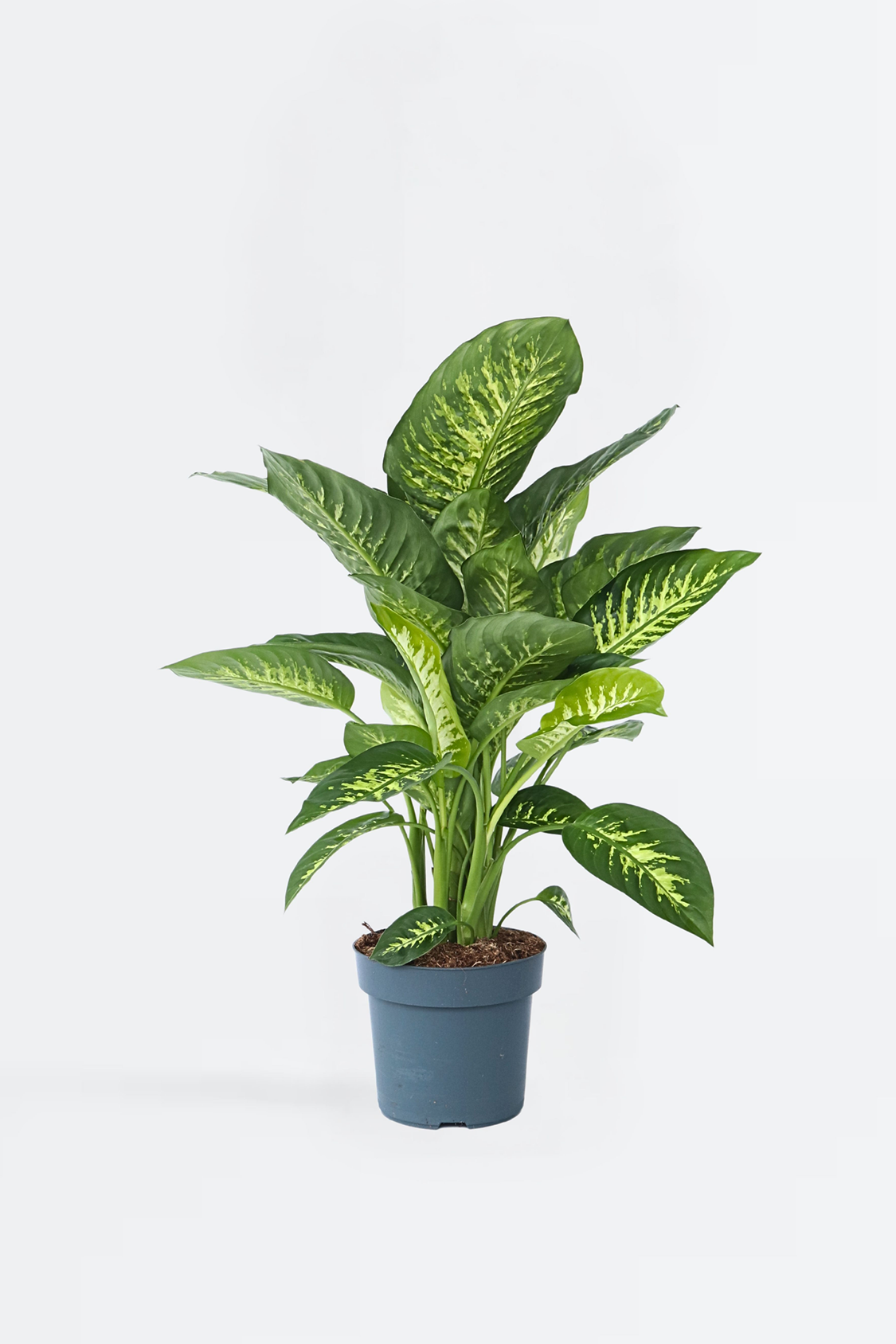 Dieffenbachia Tropic – Plante D’Intérieur
