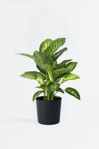 Dieffenbachia Tropic – Plante D’Intérieur