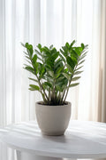 Zamioculcas ‘Zz Plant’ 80 Cm – Plante D’Intérieur