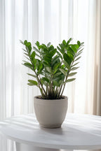 Zamioculcas ‘Zz Plant’ 80 Cm – Plante D’Intérieur