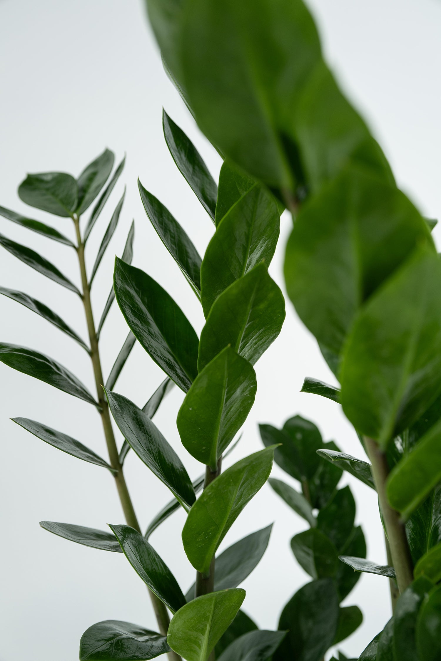Zamioculcas ‘Zz Plant’ 80 Cm – Plante D’Intérieur