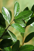 Zamioculcas ‘Zz Plant’ 80 Cm – Plante D’Intérieur