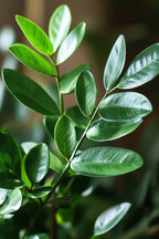 Zamioculcas ‘Zz Plant’ 80 Cm – Plante D’Intérieur