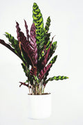 Calathea Wavestar – Plante D’Intérieur