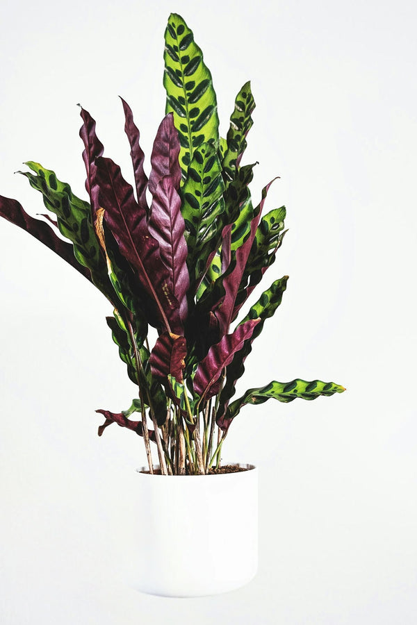 Calathea Wavestar – Plante D’Intérieur