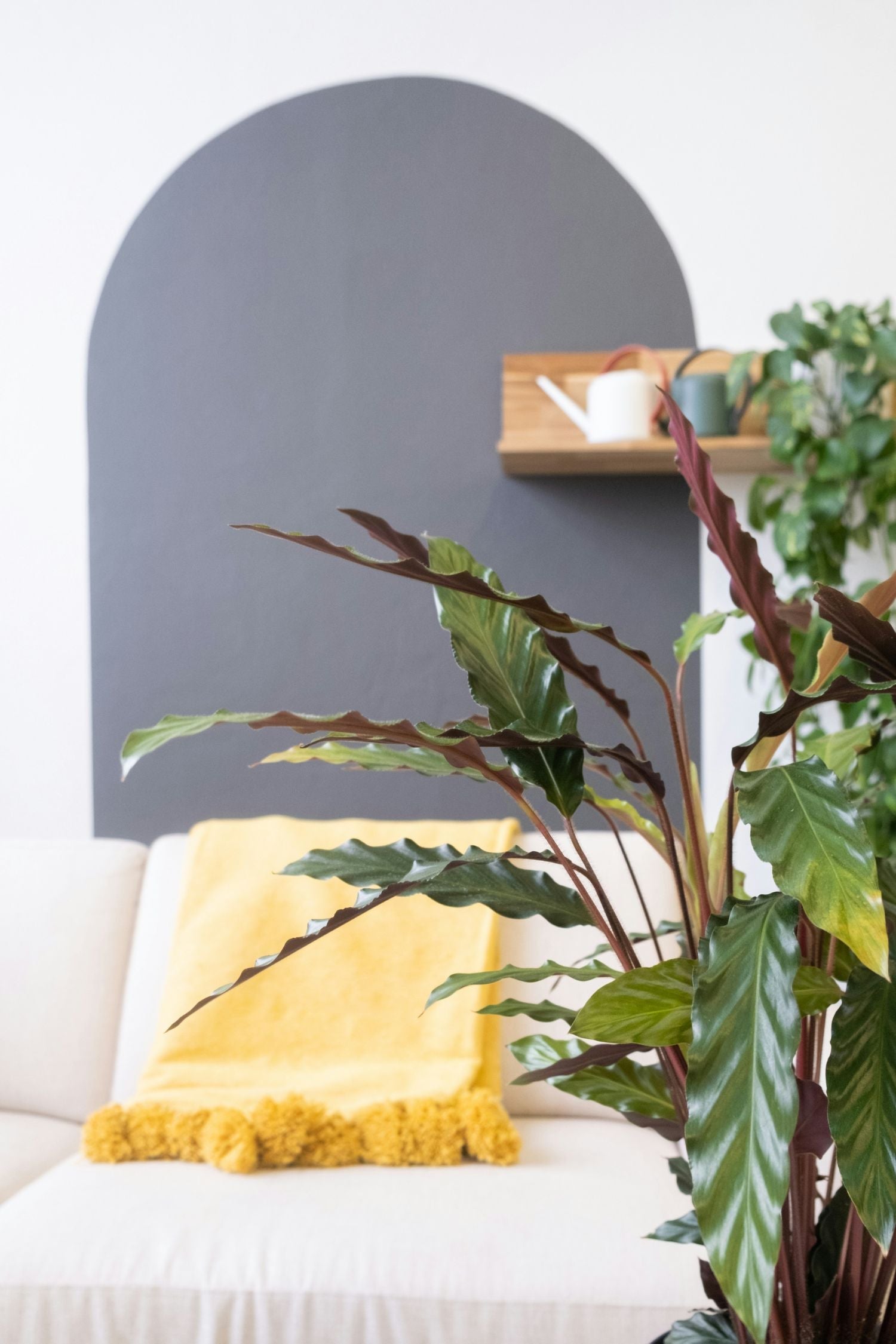 Calathea Wavestar – Plante D’Intérieur