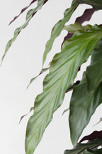 Calathea Wavestar – Plante D’Intérieur