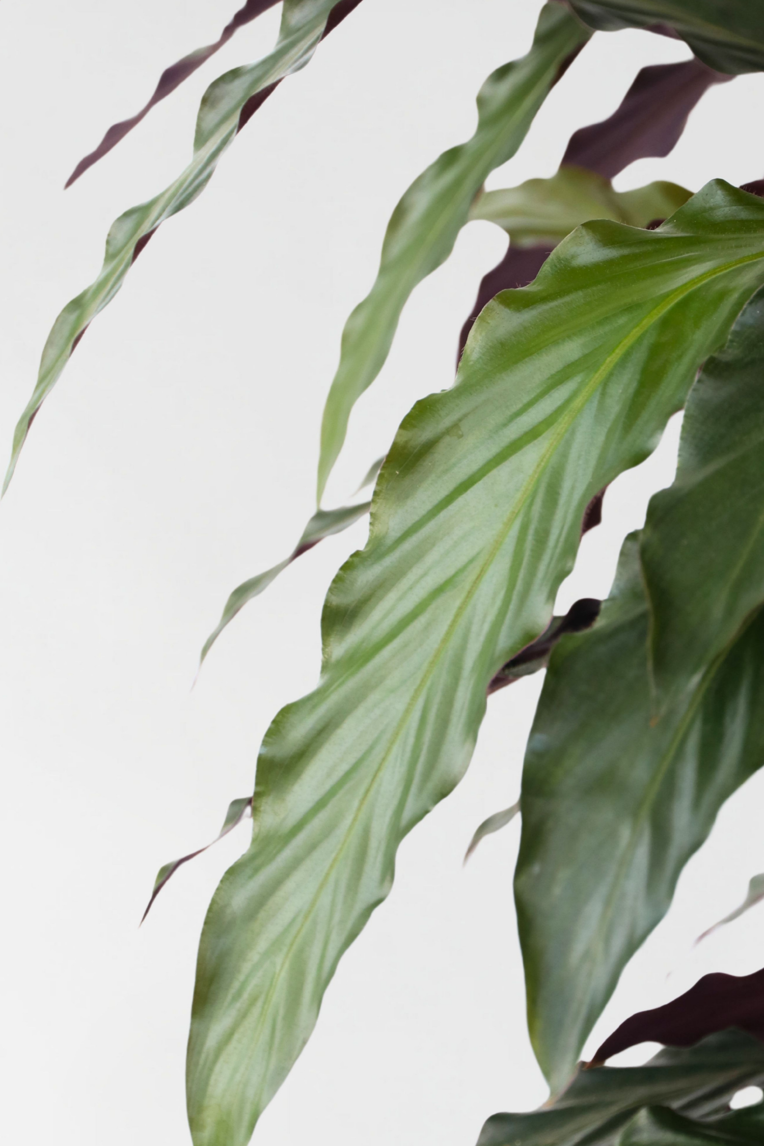 Calathea Wavestar – Plante D’Intérieur