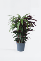 Calathea Wavestar – Plante D’Intérieur