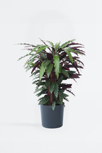 Calathea Wavestar – Plante D’Intérieur