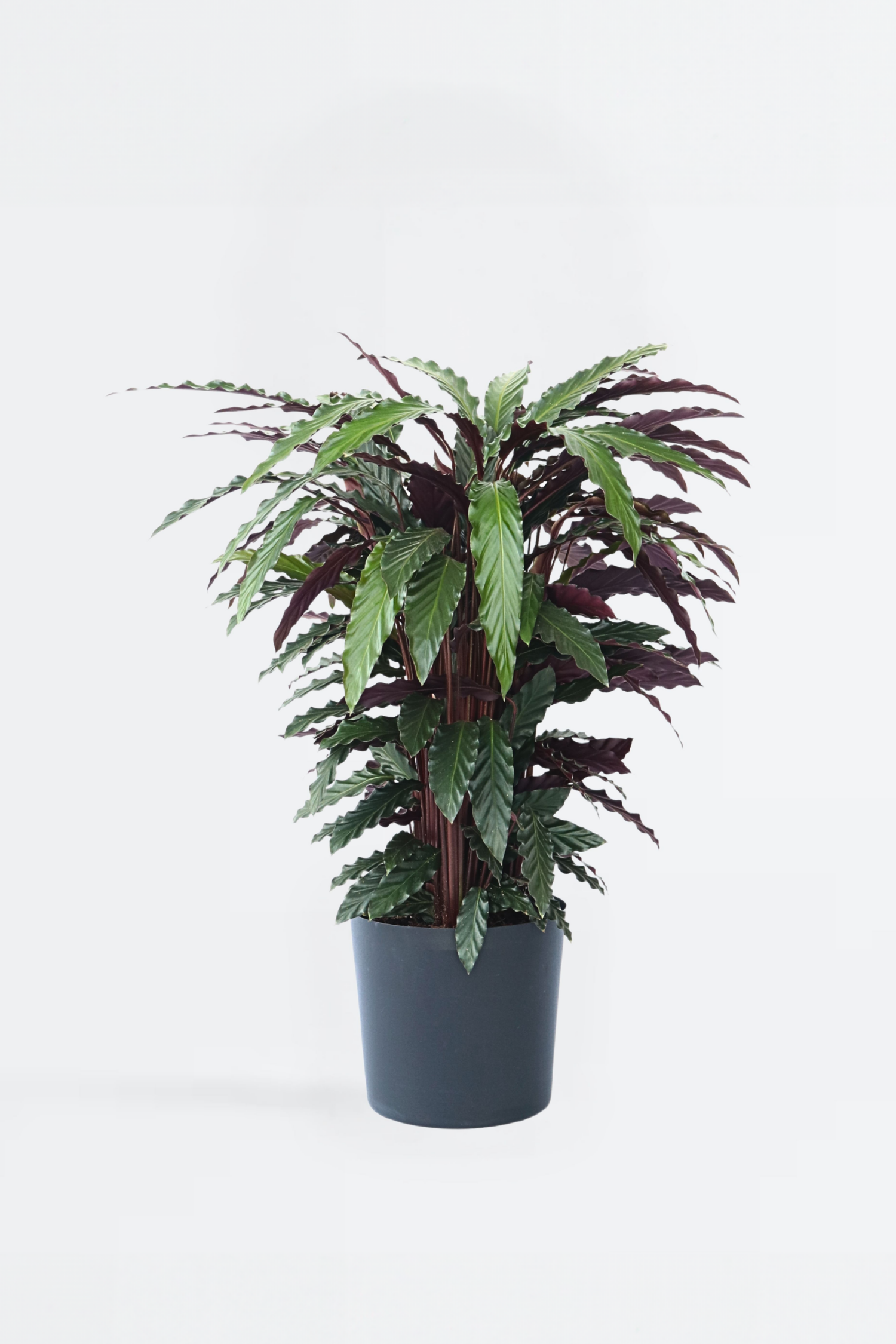 Calathea Wavestar – Plante D’Intérieur