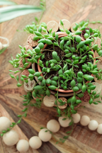 Senecio Rowleyanus « Collier De Perles » – Plante D’Intérieur