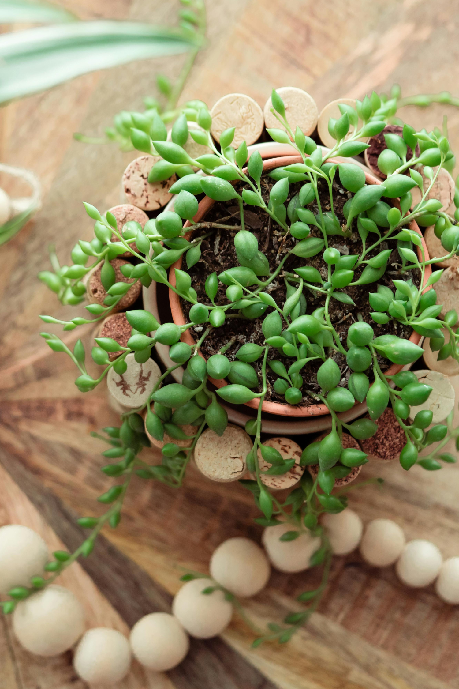 Senecio Rowleyanus « Collier De Perles » – Plante D’Intérieur