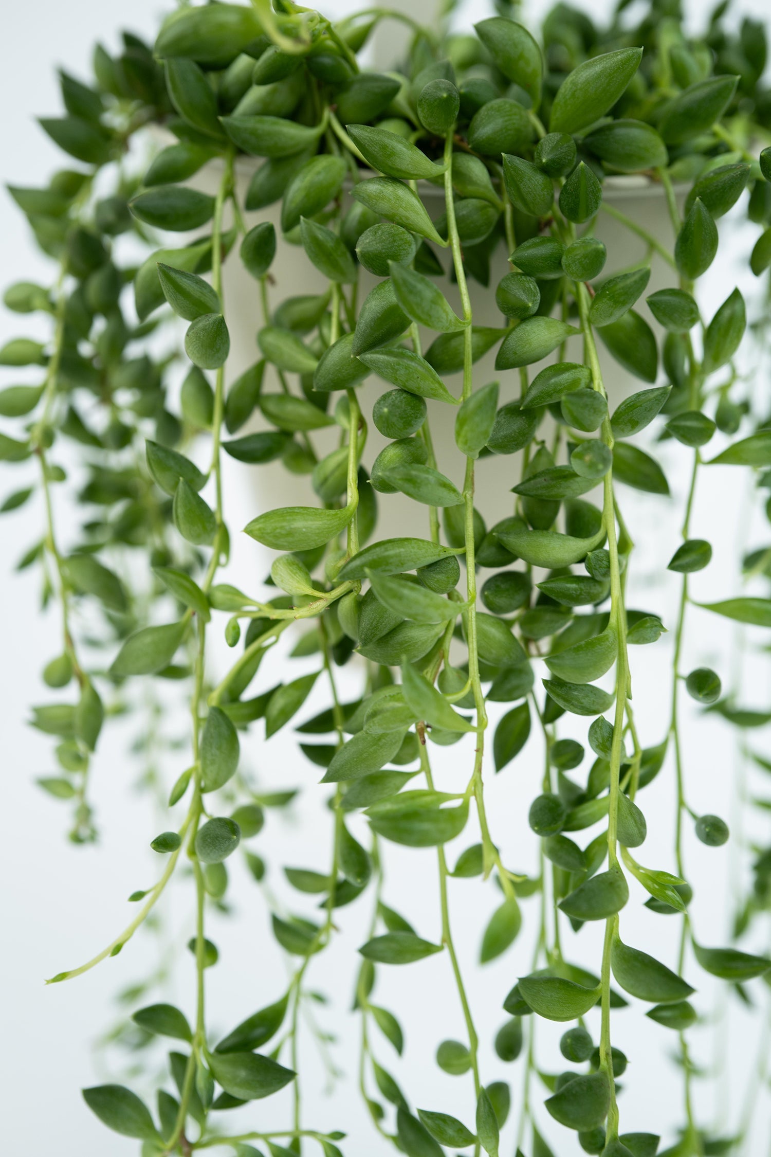 Senecio Rowleyanus « Collier De Perles » – Plante D’Intérieur