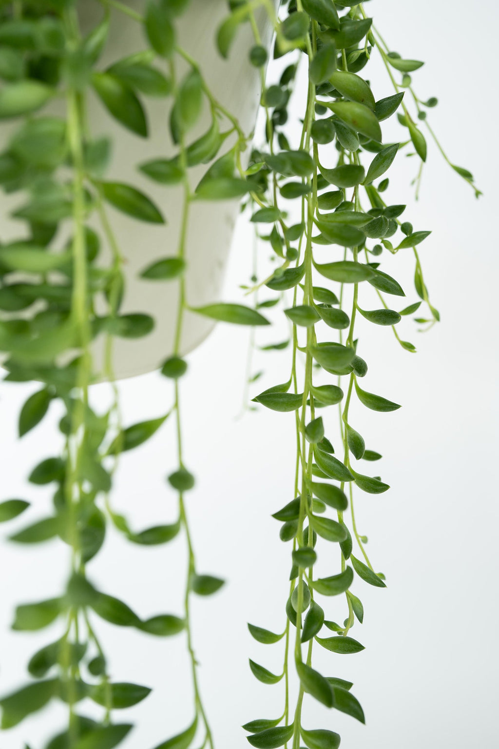 Senecio Rowleyanus « Collier De Perles » – Plante D’Intérieur