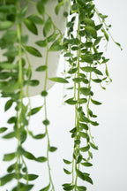 Senecio Rowleyanus « Collier De Perles » – Plante D’Intérieur