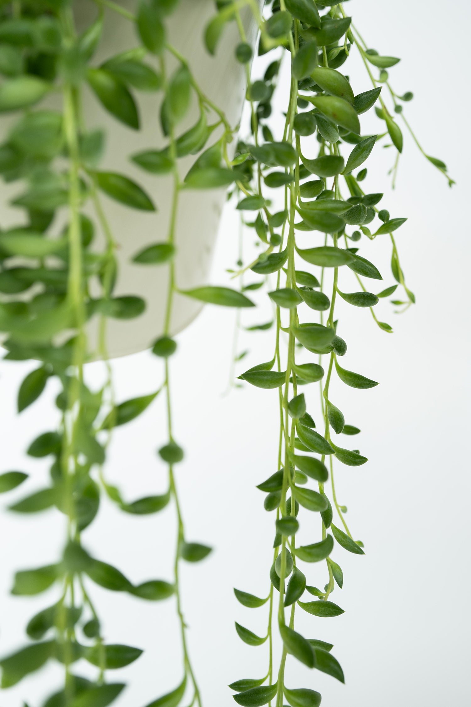 Senecio Rowleyanus « Collier De Perles » – Plante D’Intérieur