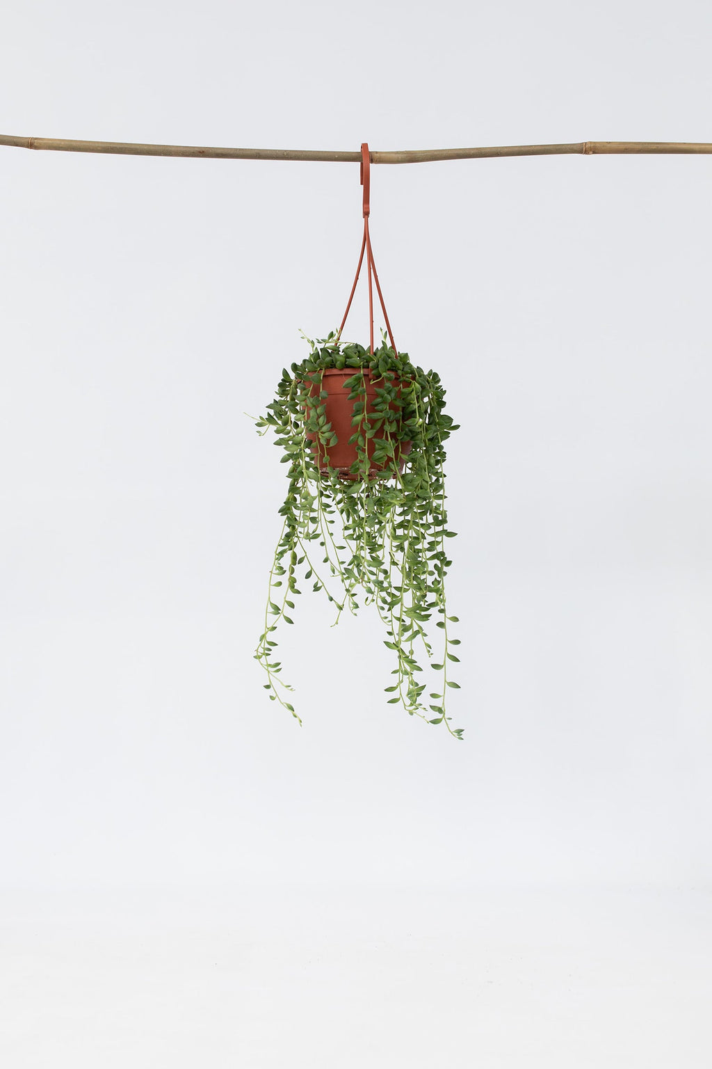 Senecio Rowleyanus « Collier De Perles » – Plante D’Intérieur