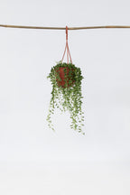 Senecio Rowleyanus « Collier De Perles » – Plante D’Intérieur
