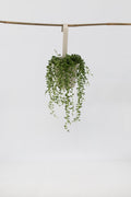 Senecio Rowleyanus « Collier De Perles » – Plante D’Intérieur