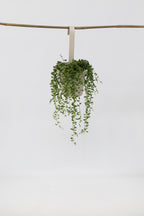 Senecio Rowleyanus « Collier De Perles » – Plante D’Intérieur