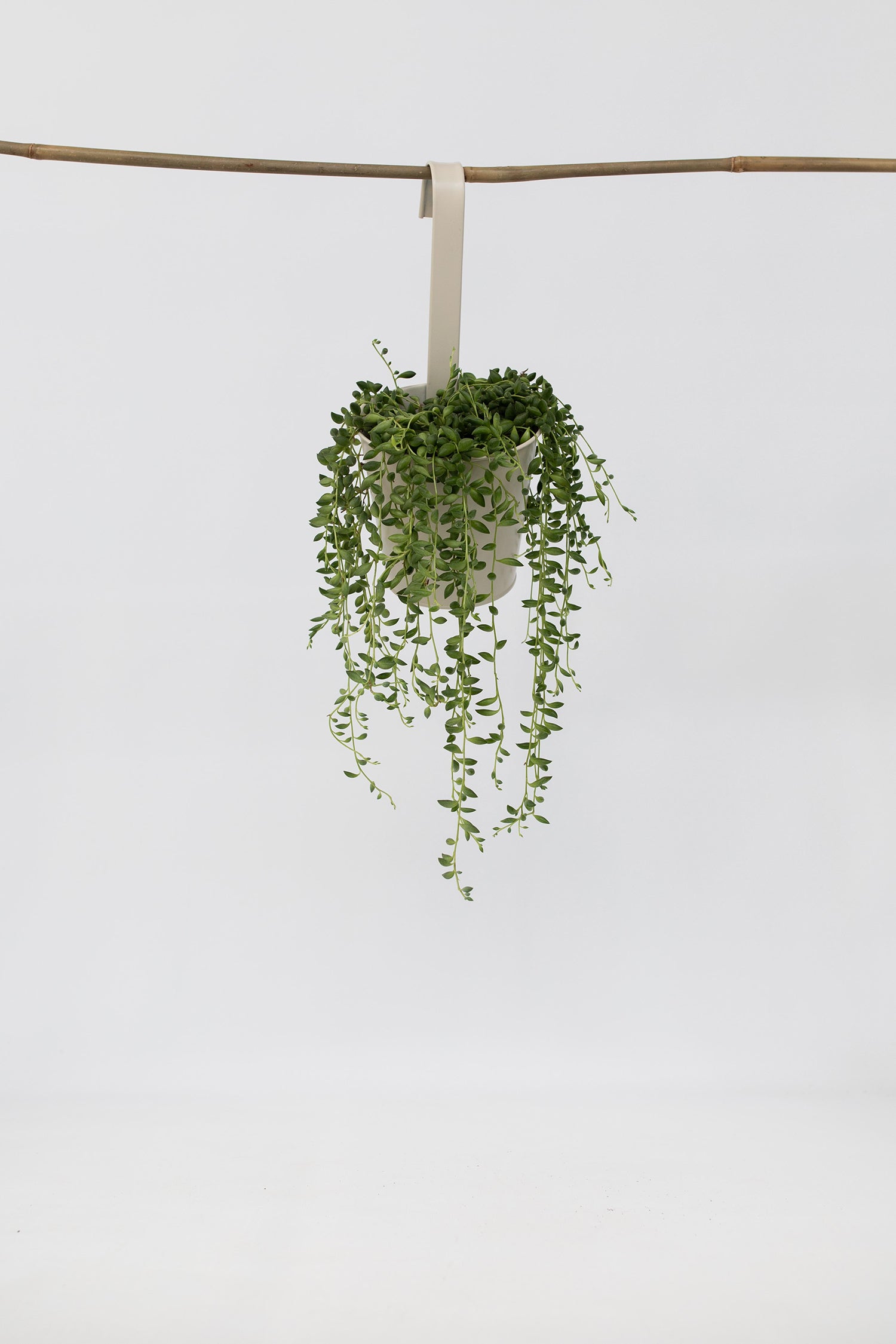 Senecio Rowleyanus « Collier De Perles » – Plante D’Intérieur