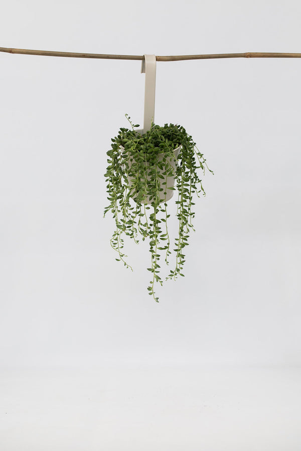 Senecio Rowleyanus « Collier De Perles » – Plante D’Intérieur