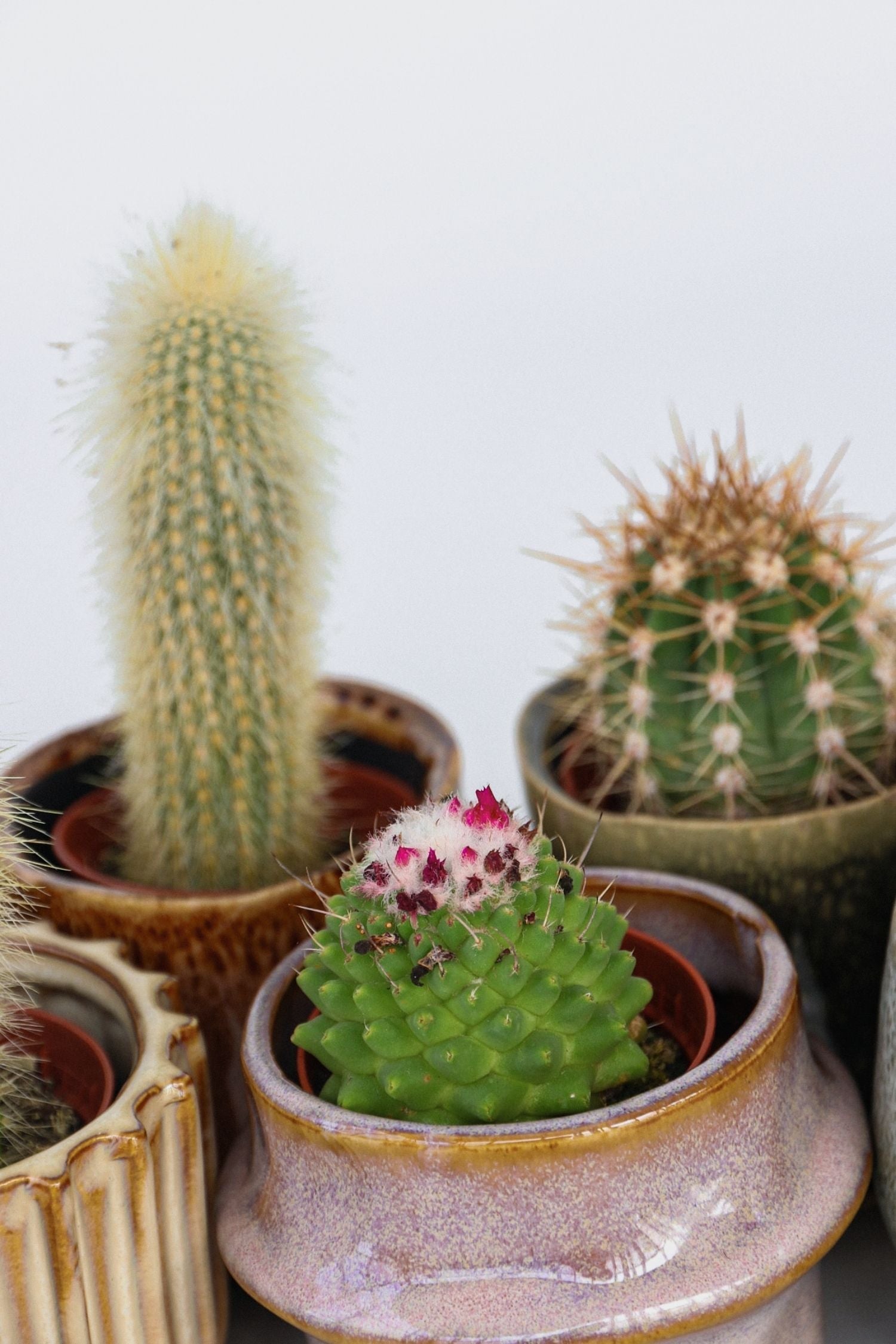 Mélange De 6 Mini Cactus – Plante D’Intérieur