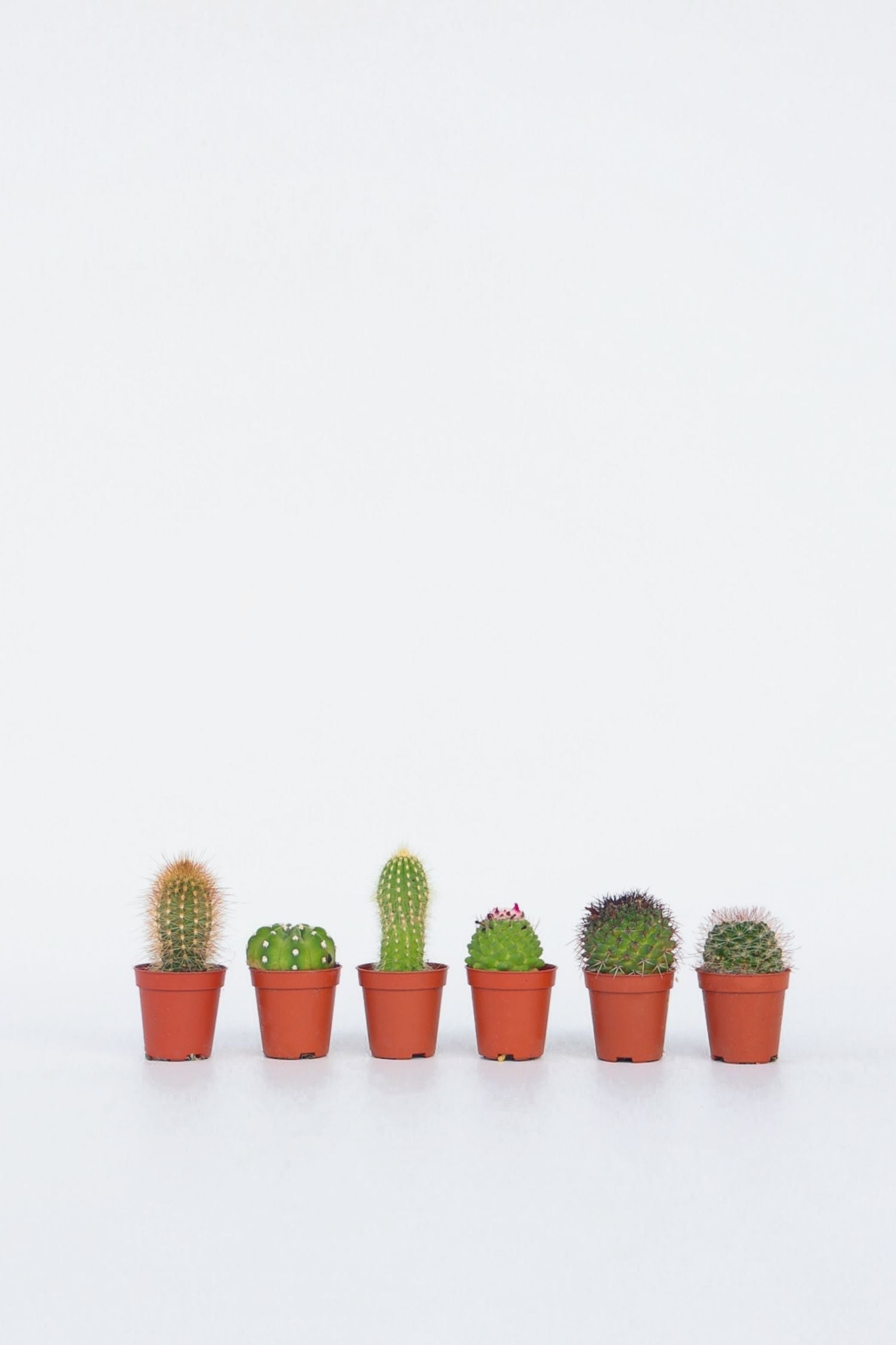 Mélange De 6 Mini Cactus – Plante D’Intérieur