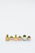 Mélange De 6 Mini Cactus – Plante D’Intérieur