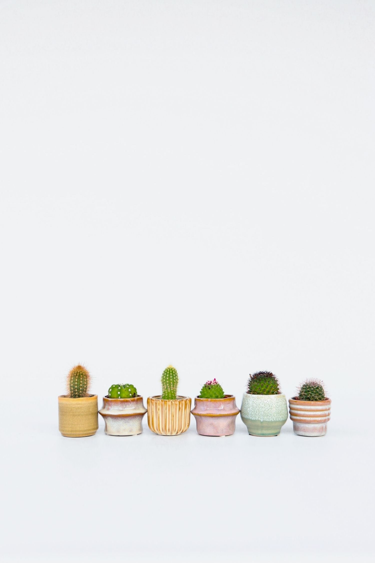 Mélange De 6 Mini Cactus – Plante D’Intérieur