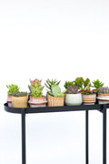 Mélange De 6 Mini Succulentes – Plante D’Intérieur