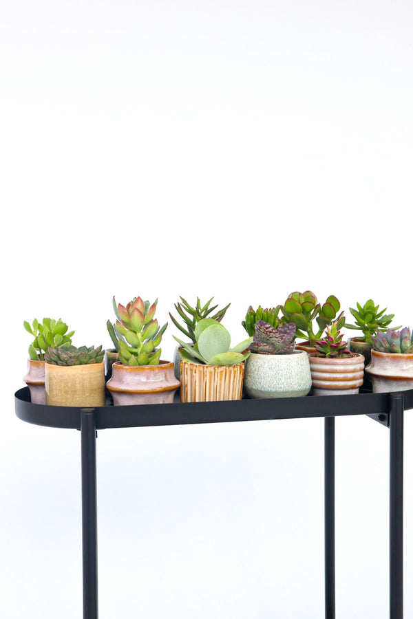 Mélange De 6 Mini Succulentes – Plante D’Intérieur