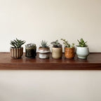 Lot De 6 Succulentes – Plante D'Intérieur