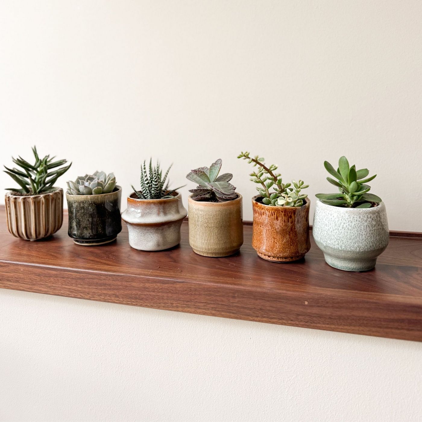 Lot De 6 Succulentes – Plante D'Intérieur