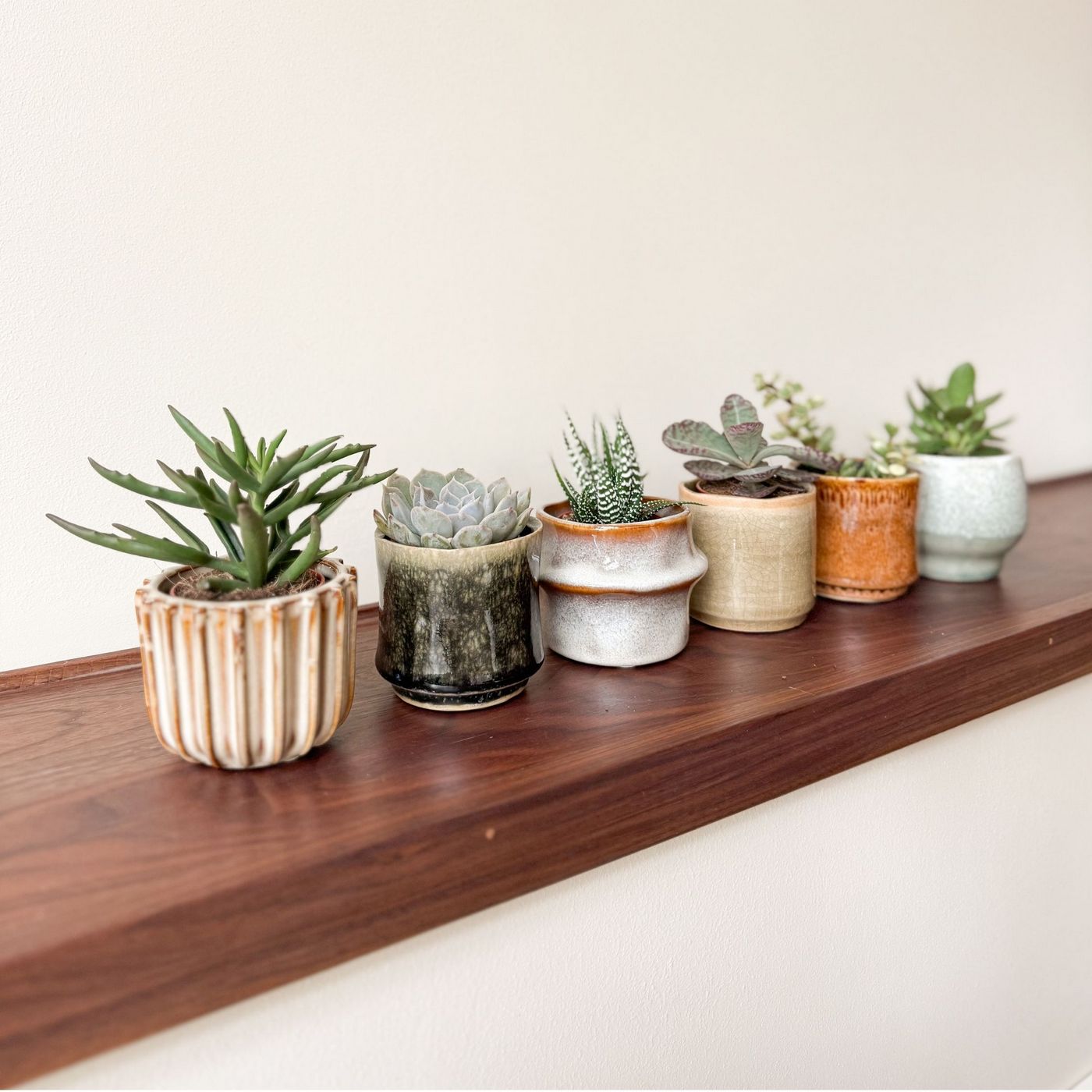 Lot De 6 Succulentes – Plante D'Intérieur