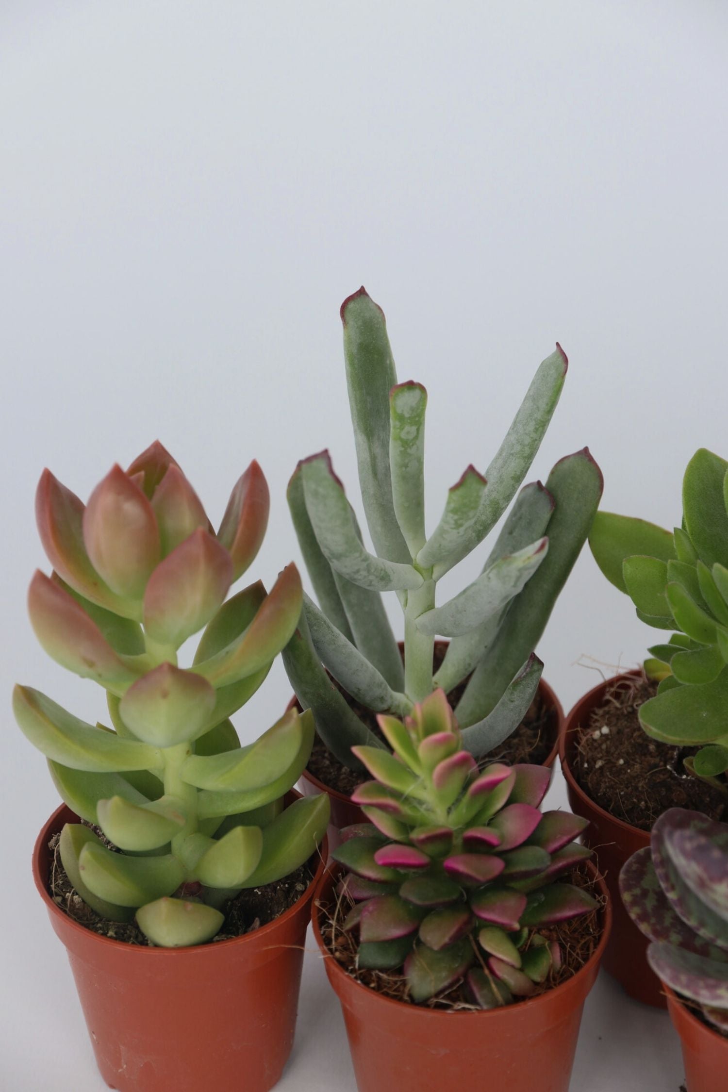 Mélange De 6 Mini Succulentes – Plante D’Intérieur
