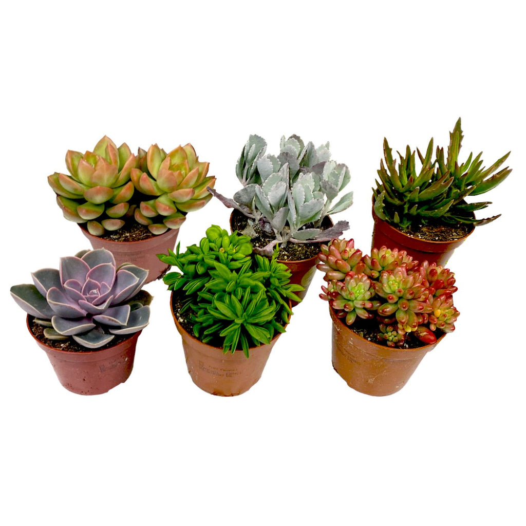 Lot De 6 Succulentes – Plante D'Intérieur