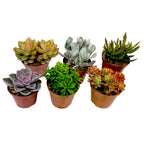 Lot De 6 Succulentes – Plante D'Intérieur