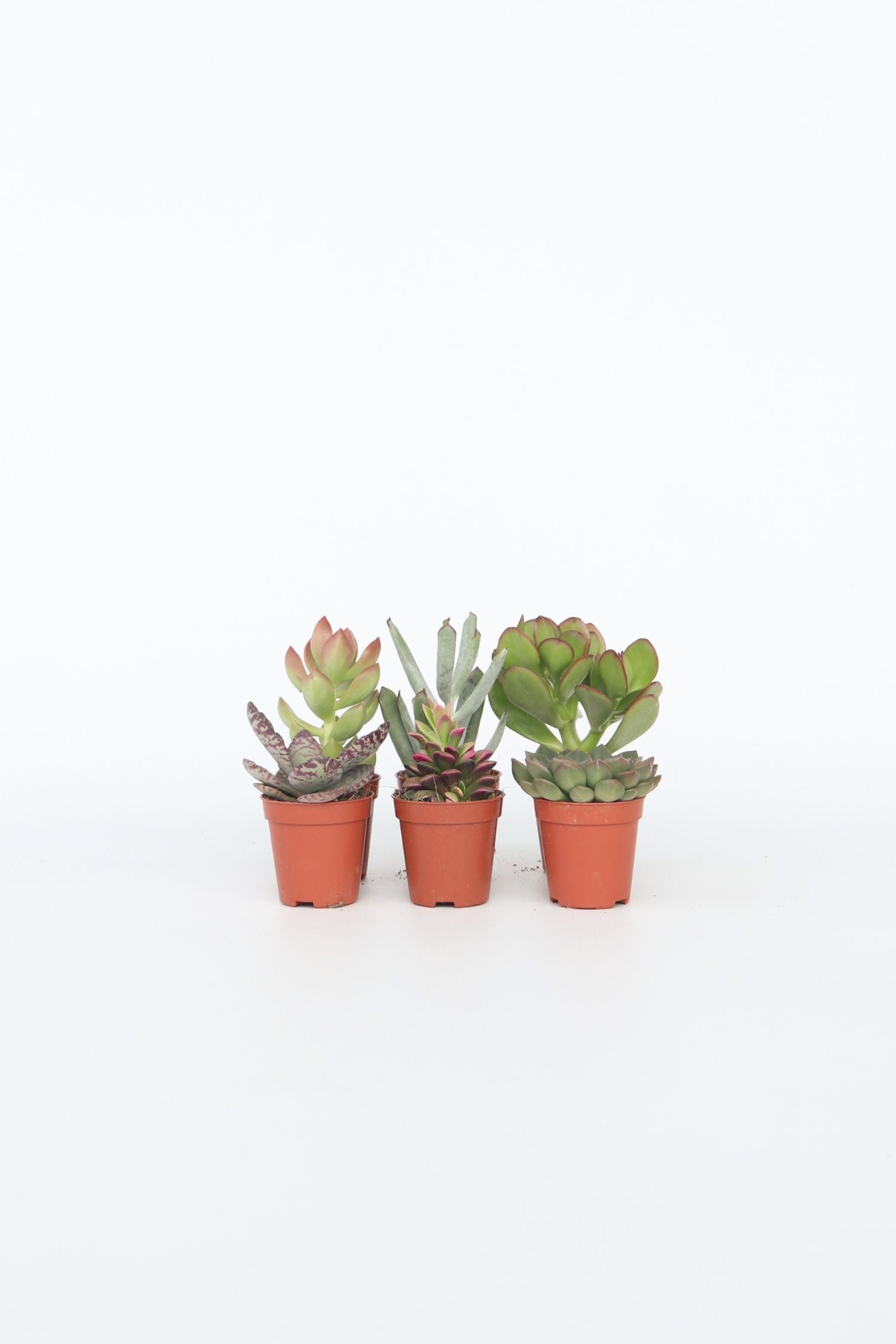 Mélange De 6 Mini Succulentes – Plante D’Intérieur